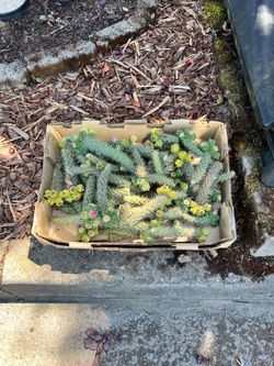 Free cactus cuttings