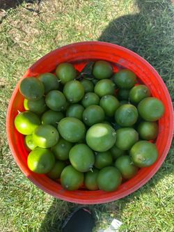 Lemons