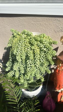 Planta