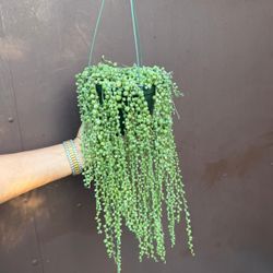 6” xl variegated string of pearls 