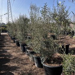 Olive Trees