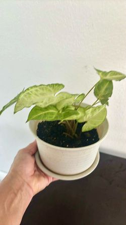 Real Syngonium plant
