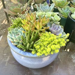 Succulent and Cactus plants and Arrangements in Covina