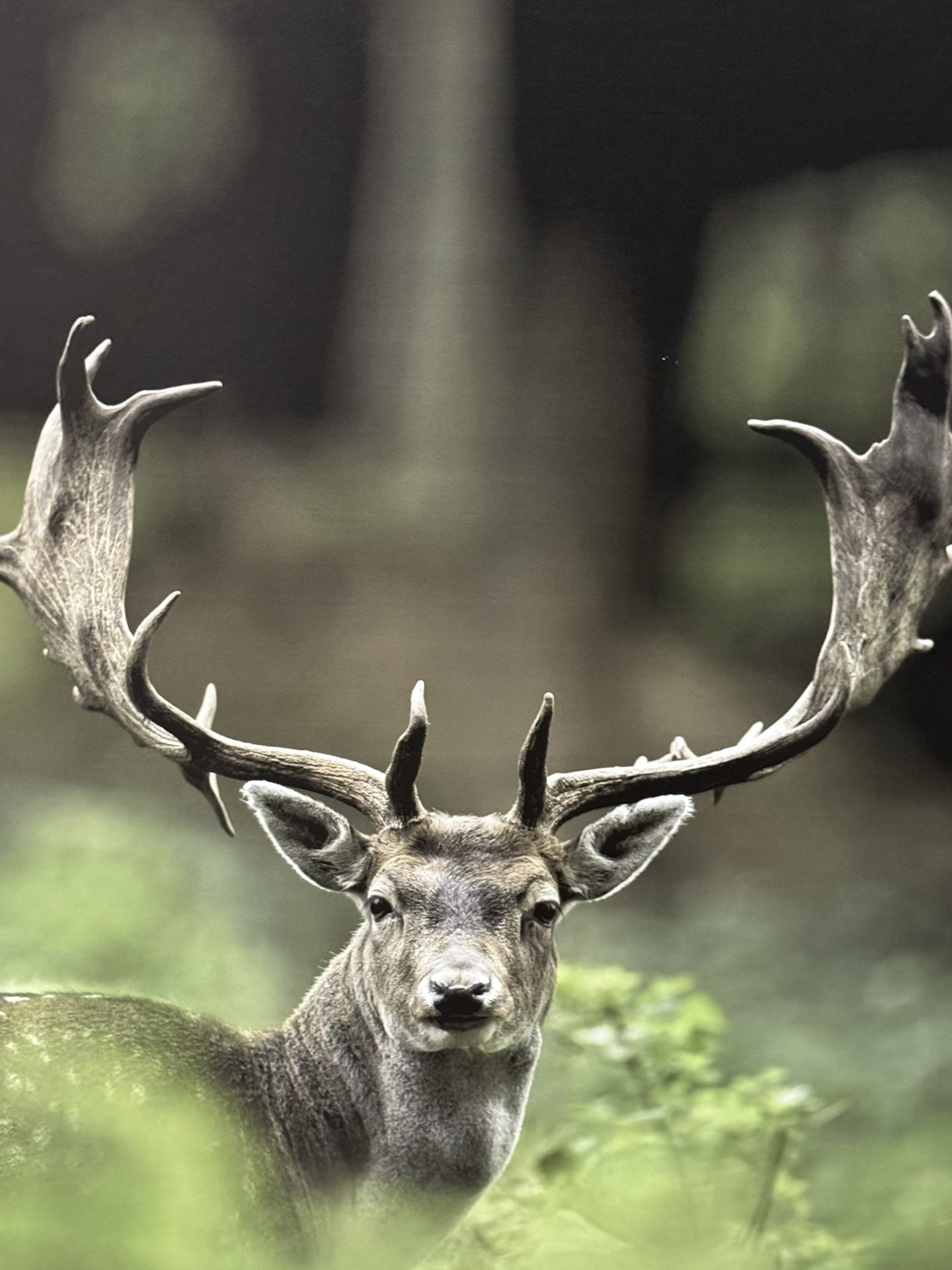 Elk Deer Photograph Print Wall Art