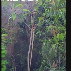 Arbol De Nispero Over 6ft Tall. Originally Asking 65 .  This Mo. Asking 50