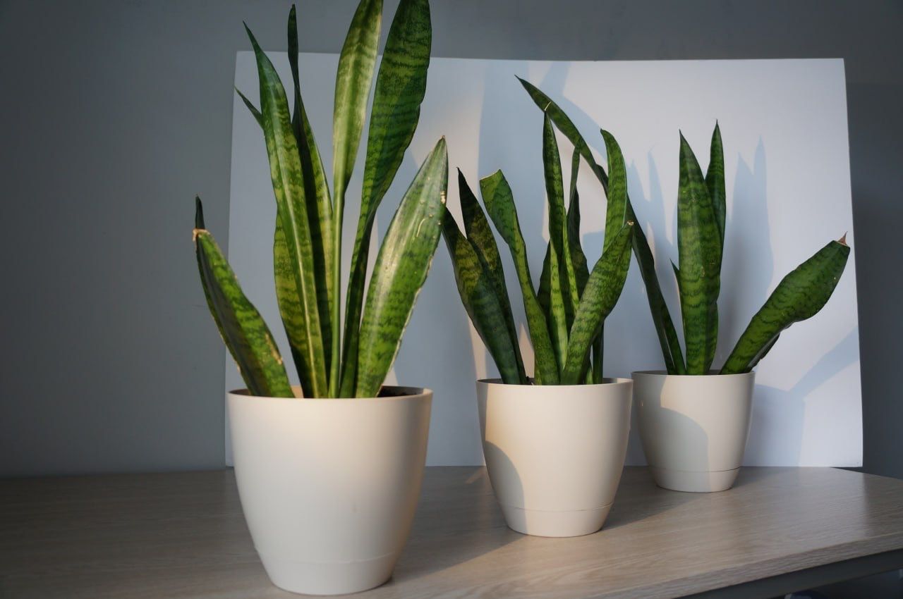Snake Plant (Sansevieria) in White Pot – Low Maintenance Indoor Plant
