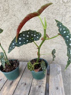 4” begonia maculata