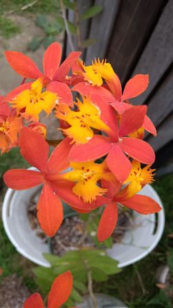 Orchids