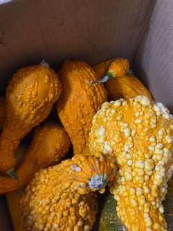 Crooked neck squash