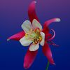 Dipti