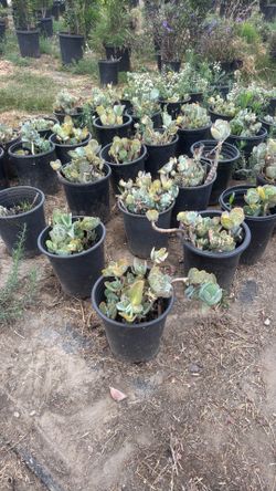 Kalanchoe marmorata)