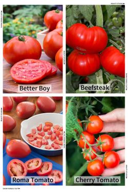TOMATO PLANTS 🪴 CHERRY / ROMA / BEEFSTEAK/ BETTER BOY