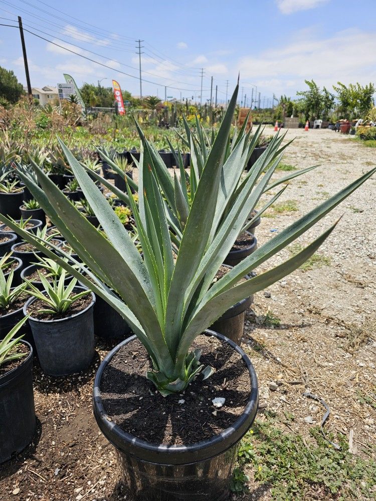 Agave Blue T