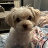 Deedee