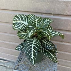 6” zebra plant