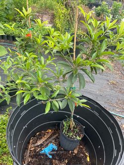 Sapodilla trees airlayered