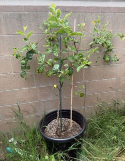 Thai Jujube tree