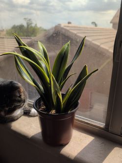 Gold Flame (Snake plant)