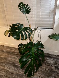 Mature Monstera Deliciosa