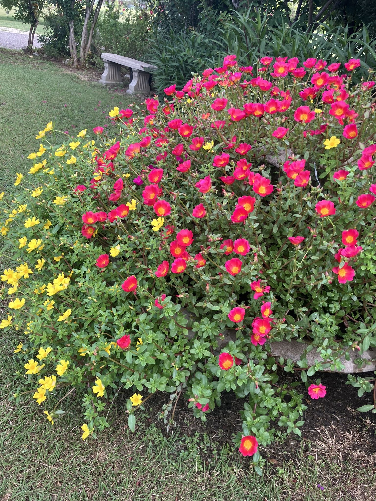 Chile Plants For Sale Chiles Plantas Y Mucho Mas