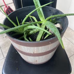 Aloe Plants In A Nice Pot