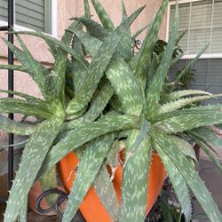 Aloe Vera Plant