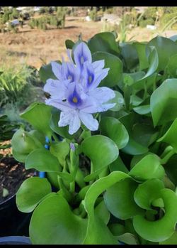 Water Plant $3 for each