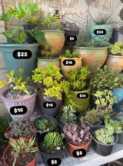 Plants