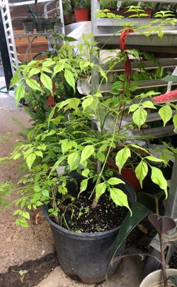 China doll plant in 6in pot