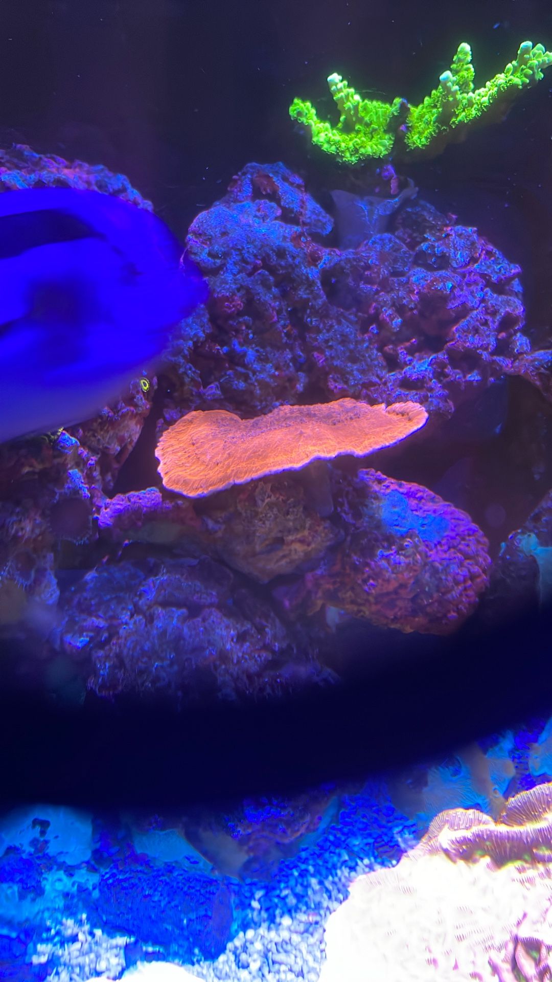 coral frag saltwater reef tank sps