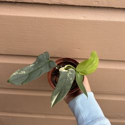 4” horse head philodendron