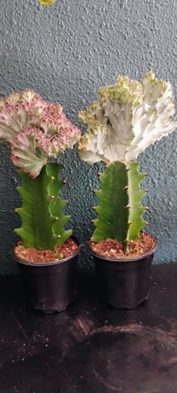 Coral Cactus