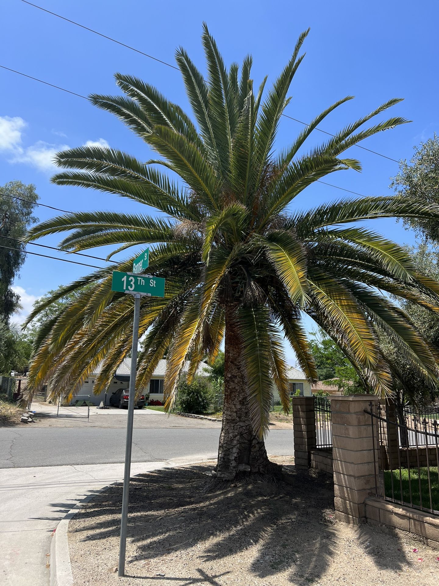 Palm Tree for Sale in Nuevo, CA OfferUp