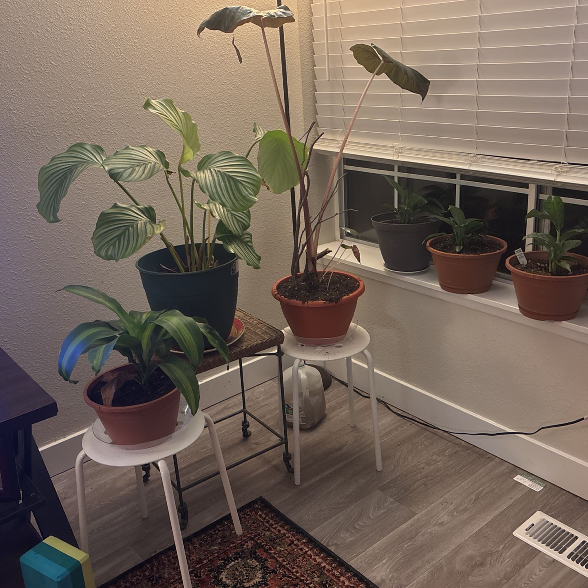 Plants