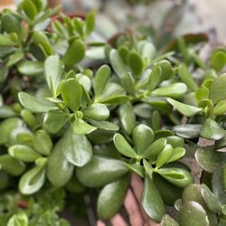 1 Gallon Jade Plant (wealth Plant)