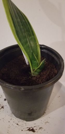 Snake plant