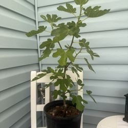 fig tree plants