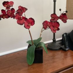 Orchid Flowers In Black Vase 