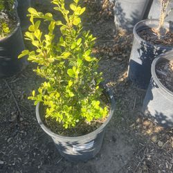 Japonica Boxwood 5 Gallon 