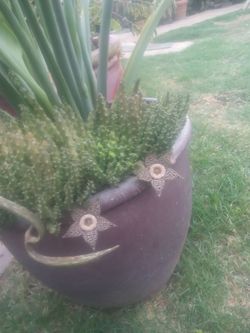 Stapelia Tootsie roll flower plant