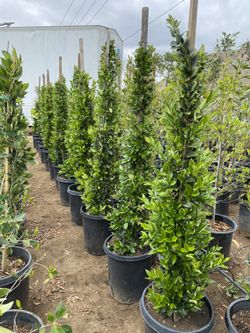 Wax Leaf Privet / Ligustrum Japonicum / Trueno Japones