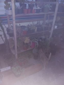 Succulents Different Prices 