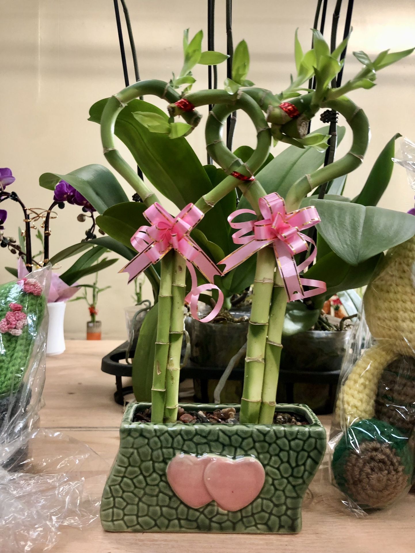2 Large Hearts Bamboo Plants With Vase