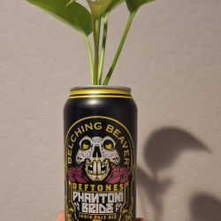 Golden Pothos Plant In A Can