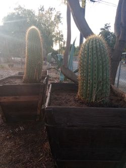 Saguaro