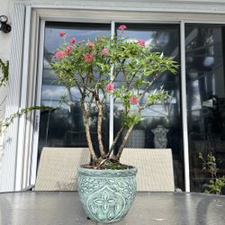 Tropical Plant Bonsai