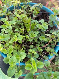 Oregano Herb Plant 🌱