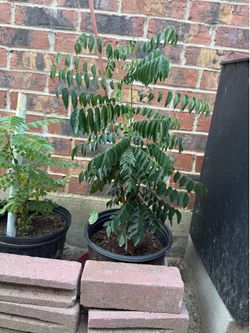 Curry Plant