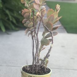 $8 Scallop succulent