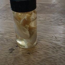 Wet specimen red fox testicles